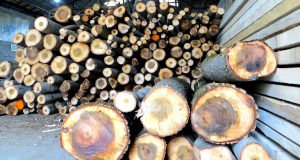 بیش از ۲۳ تن چوب جنگلی قاچاق در رشت کشف شد