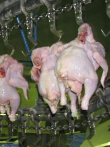 قیمت گوشت مرغ در بازار محصولات پروتئینی