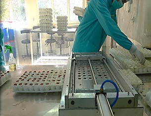 دستگاه برش اتوماتیک تخم‌مرغ در شیراز ساخته شد