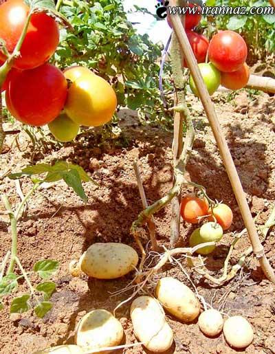 گوجه فرنگی و سیب زمینی ارزان شدند