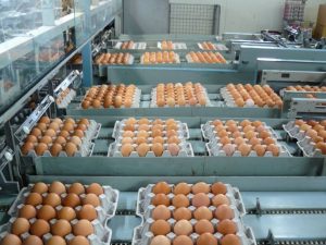 اختصاص یارانه برای آغاز مجدد صادرات تخم مرغ