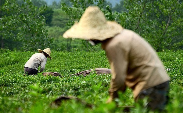 برداشت ۲۶ هزار تن برگ سبز چای از باغات شمال کشور