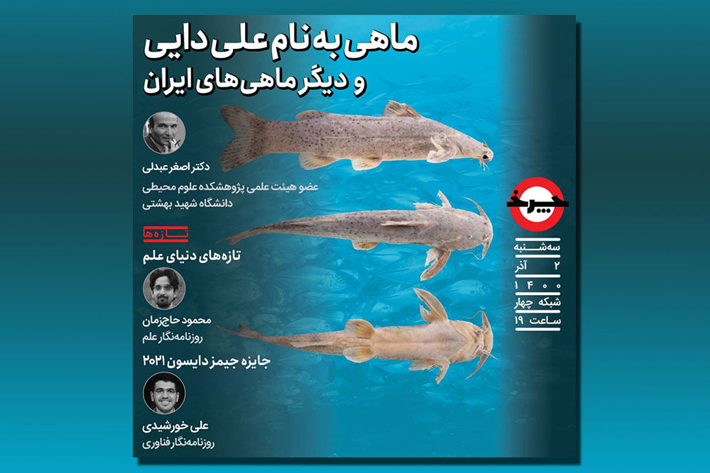 ماهی علی دایی و ماهی‌های ایرانی زیر ذره‌بین «چرخ»
