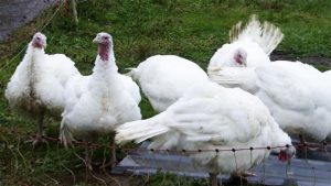 درخواست تعطیلی بازار «فریدونکنار» برای مقابله با شیوع آنفلوانزا مرغی